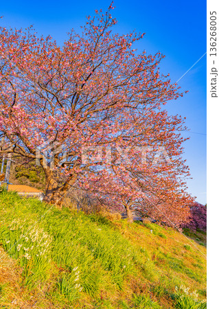 (静岡県)第28回みなみの桜と菜の花まつり 満開の河津桜 (静岡県)第28回みなみの桜と菜の花まつり 満開の河津桜 136268005