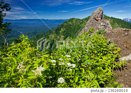 高山植物咲く戸隠山・八方睨から見る北アルプスの山並み 136268019