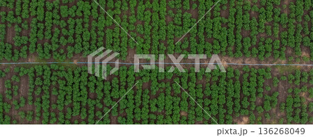 Aerial top view of a different agriculture fields in countryside on a spring day.  136268049