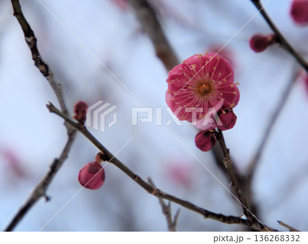 寒い2月に咲き始めた美しい紅梅「緋の司（ヒノツカサ）」 136268332