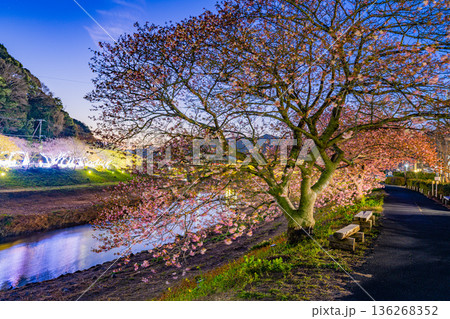 (静岡県南伊豆町)みなみの桜と菜の花まつり ライトアップ (静岡県南伊豆町)みなみの桜と菜の花まつり ライトアップ 136268352