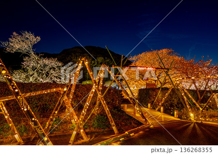 (静岡県南伊豆町)みなみの桜と菜の花まつり ライトアップ (静岡県南伊豆町)みなみの桜と菜の花まつり ライトアップ 136268355