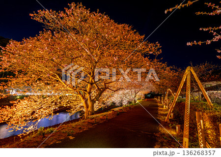 （静岡県南伊豆町）みなみの桜と菜の花まつり　ライトアップ 136268357