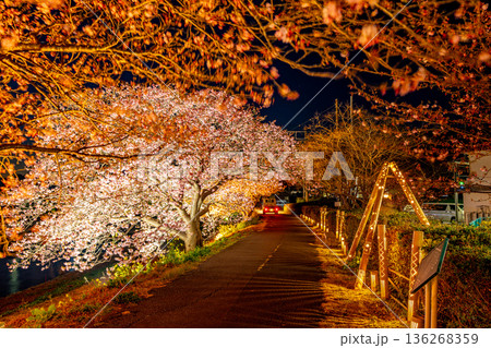 （静岡県南伊豆町）みなみの桜と菜の花まつり　ライトアップ 136268359
