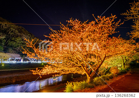 (静岡県南伊豆町)みなみの桜と菜の花まつり ライトアップ (静岡県南伊豆町)みなみの桜と菜の花まつり ライトアップ 136268362