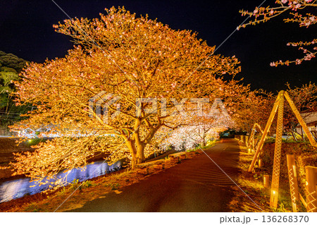 (静岡県南伊豆町)みなみの桜と菜の花まつり ライトアップ (静岡県南伊豆町)みなみの桜と菜の花まつり ライトアップ 136268370