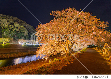 (静岡県南伊豆町)みなみの桜と菜の花まつり ライトアップ (静岡県南伊豆町)みなみの桜と菜の花まつり ライトアップ 136268371