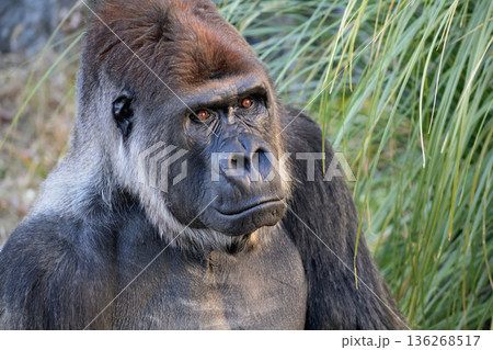 空を飛ぶものを見つけたら目を離さないゴリラ 空を飛ぶものを見つけたら目を離さないゴリラ 136268517