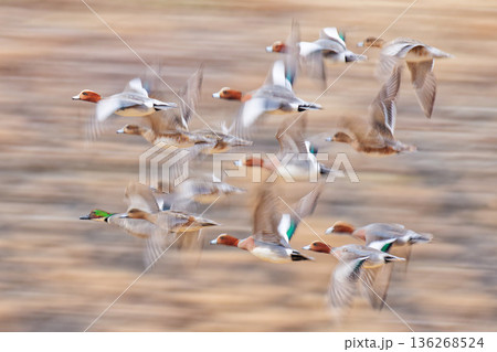 ヒドリガモと一緒に飛ぶヨシガモ成鳥の雄 ヒドリガモと一緒に飛ぶヨシガモ成鳥の雄 136268524