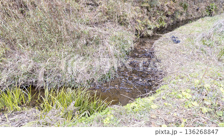 冬の小網代の森 冬の小網代の森 136268847