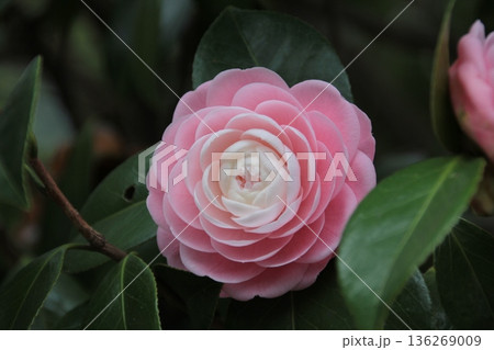 美しいピンクの椿の花 美しいピンクの椿の花 136269009
