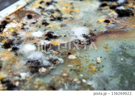 A picture of mold growing on leftover food scraps in the refrigerator. A picture of mold growing on leftover food scraps in the refrigerator. 136269022