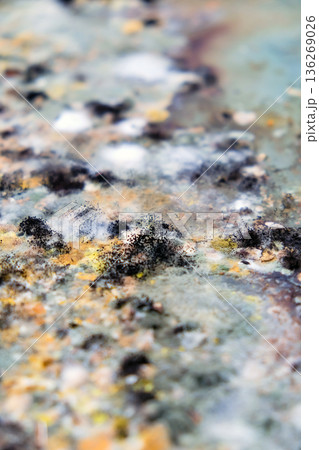 A picture of mold growing on leftover food scraps in the refrigerator. A picture of mold growing on leftover food scraps in the refrigerator. 136269026