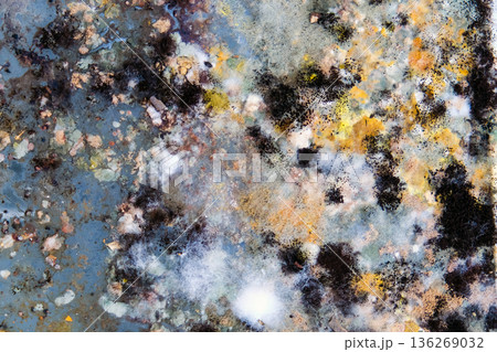 A picture of mold growing on leftover food scraps in the refrigerator. 136269032