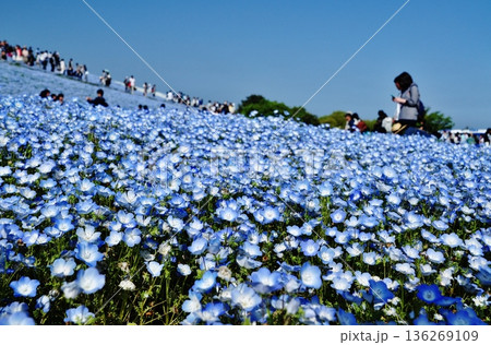 満開のネモフィラが広がる国営ひたち海浜公園の丘 136269109