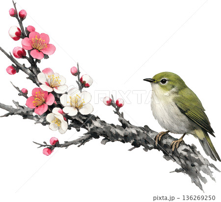 日本画風の鳥と花のイラストセット(和風・春・切り抜き) 日本画風の鳥と花のイラストセット(和風・春・切り抜き) 136269250