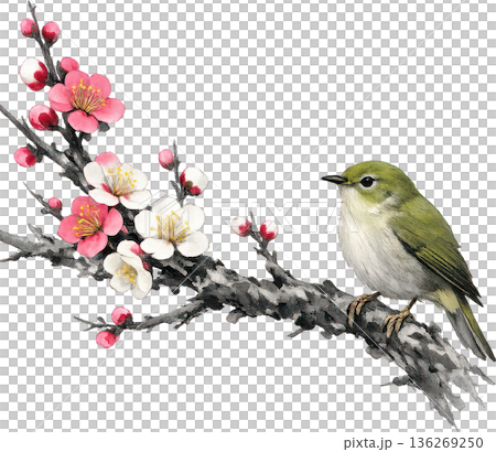 日本画風の鳥と花のイラストセット(和風・春・切り抜き) 日本画風の鳥と花のイラストセット(和風・春・切り抜き) 136269250