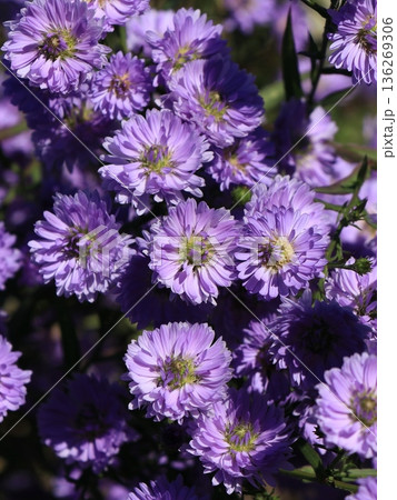 クジャクアスターの花 136269306