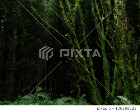 Green moss coats slender tree trunks and vibrant ferns blanket the forest floor in a secluded woodland during daylight. Green moss coats slender tree trunks and vibrant ferns blanket the forest floor in a secluded woodland during daylight. 136269328
