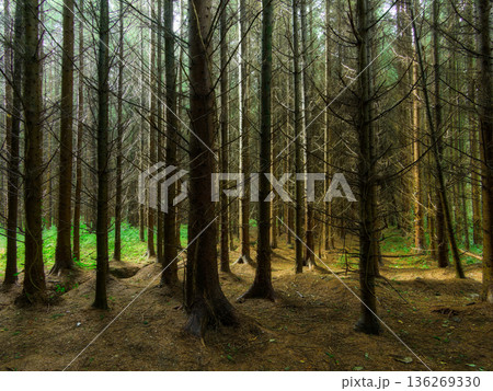 Sunlight streams through a thick stand of tall pine trees, casting shadows and illuminating vibrant green patches of moss and sparse vegetation across the brown forest floor covered in fallen needles. 136269330