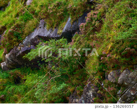 Lush green plants and delicate purple heather bloom across a rugged grey rock face on a bright day. 136269357