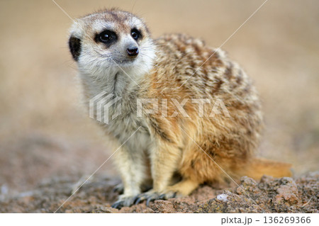 観客を見つめるミーアキャット 観客を見つめるミーアキャット 136269366