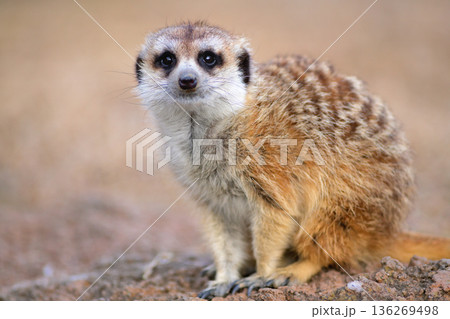 可愛いミーアキャットのポートレート 可愛いミーアキャットのポートレート 136269498