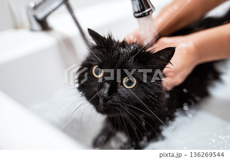 Black cat bathed in bathroom sink. Hands rinse cat under running faucet. 136269544