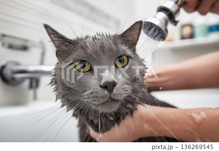 Gray cat being washed at a bathroom sink. Water sprays from the faucet as a hand rinses the cat. 136269545
