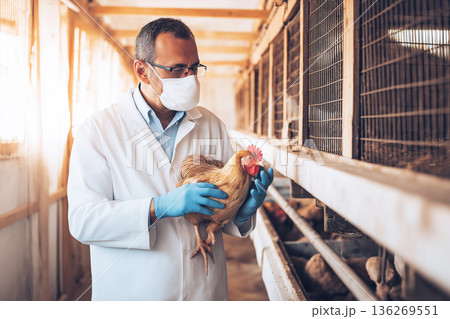 A veterinarian in a white coat holds a chicken in a poultry farm. Masks and gloves indicate a veterinary check in a well lit barn. 136269551