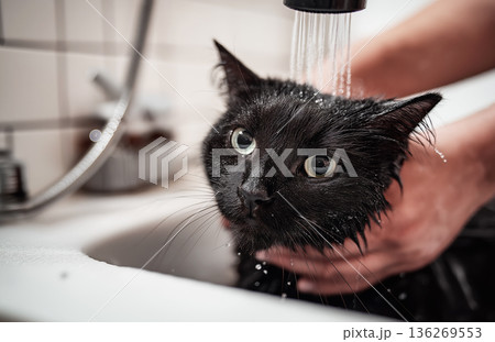 Black cat being bathed at bathroom sink. Water runs from the faucet as hands cradle the wet cat. 136269553
