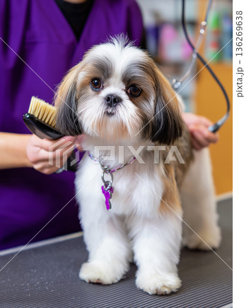 Shih Tzu dog gets brushed at a grooming table in a salon. Groomer in purple scrubs performs the grooming session with calm focus. 136269638