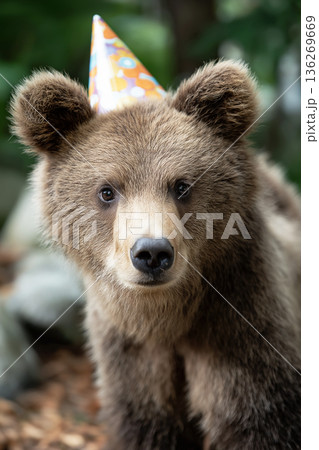 Bear cub wearing a party hat in the forest. The party hat adds a festive mood. 136269669