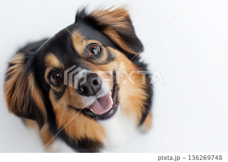 Happy Australian Shepherd Dog Portrait with Fluffy Ears and Playful Eyes on White Background Happy Australian Shepherd Dog Portrait with Fluffy Ears and Playful Eyes on White Background 136269748