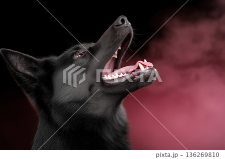German Shepherd dog with black fur showcasing loyal and playful companion 136269810