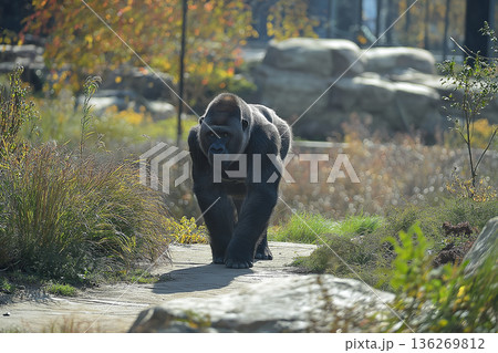 Gorilla in nature exploring jungle habitat with wildlife and vegetation at the zoo Gorilla in nature exploring jungle habitat with wildlife and vegetation at the zoo 136269812