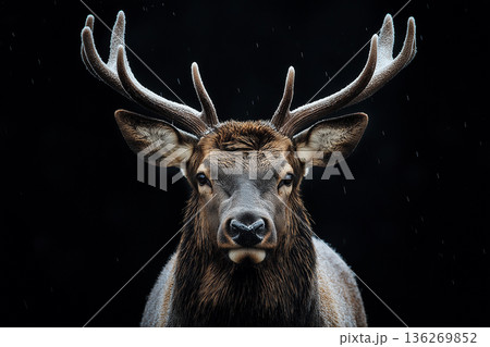 Majestic deer with antlers in the wildlife forest, exploring nature and the outdoors 136269852