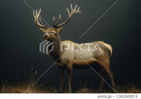Majestic elk with antlers in the forest showcasing wildlife in a natural habitat. Majestic elk with antlers in the forest showcasing wildlife in a natural habitat. 136269853
