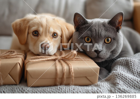 Cute Labrador Retriever puppy and British Shorthair kitten with gifts, showing companionship 136269885