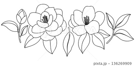 Vector illustration of a set of camellia flowers. Coloring page. Vector illustration of a set of camellia flowers. Coloring page. 136269909
