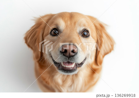Golden retriever dog portrait with cute smile and adorable eyes, perfect for pet and animal lovers 136269918