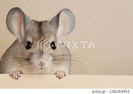 Cute mouse with whiskers, small ears, and brown fur looks adorable in this animal photo 136269953