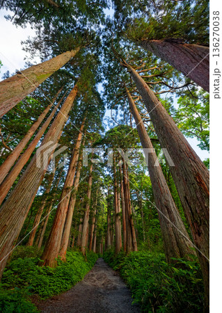 戸隠神社奥社への杉並木 戸隠神社奥社への杉並木 136270038