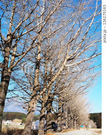 静岡県 TREE LINE CHILLAX FIELDの景観 1月 静岡県 TREE LINE CHILLAX FIELDの景観 1月 136270165