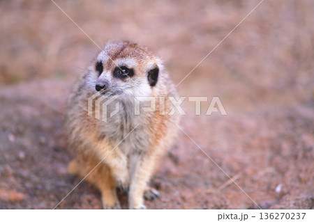 前脚を持ち上げて観客にむきあうミーアキャット 136270237