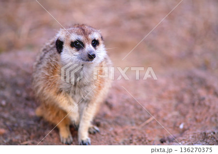 観客に前脚をあげる芸を披露するミーアキャット 136270375