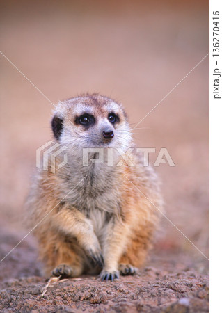 観客にむかって写真のポーズをとるミーアキャット 136270416