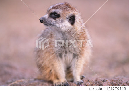 ヒゲや口の周りに土のついたミーアキャット 136270546