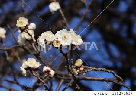 冬の公園に咲く白い梅の花 冬の公園に咲く白い梅の花 136270617