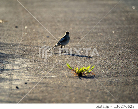 地面に降りてエサを探すハクセキレイ 136270628